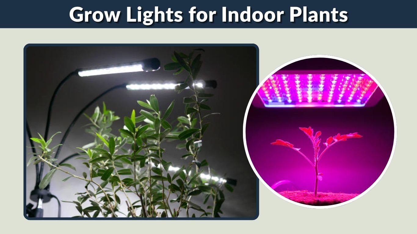 Grow Lights for Indoor Plants: Complete Beginner’s Guide