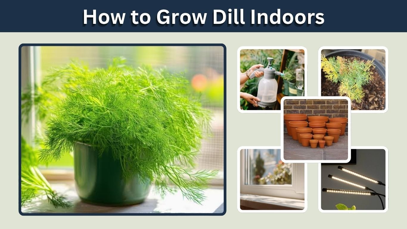 How to Grow Dill Indoors: Easy Guide From Seed to Harvest