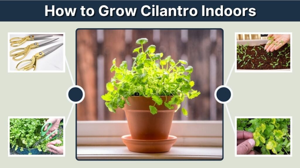 How to Grow Cilantro Indoors: Complete Growing Guide