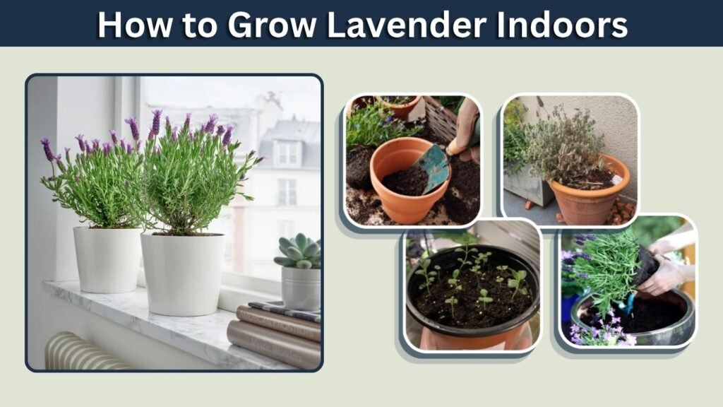 How to Grow Lavender Indoors: Complete Care Guide
