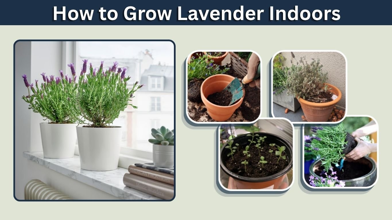 How to Grow Lavender Indoors: Complete Care Guide