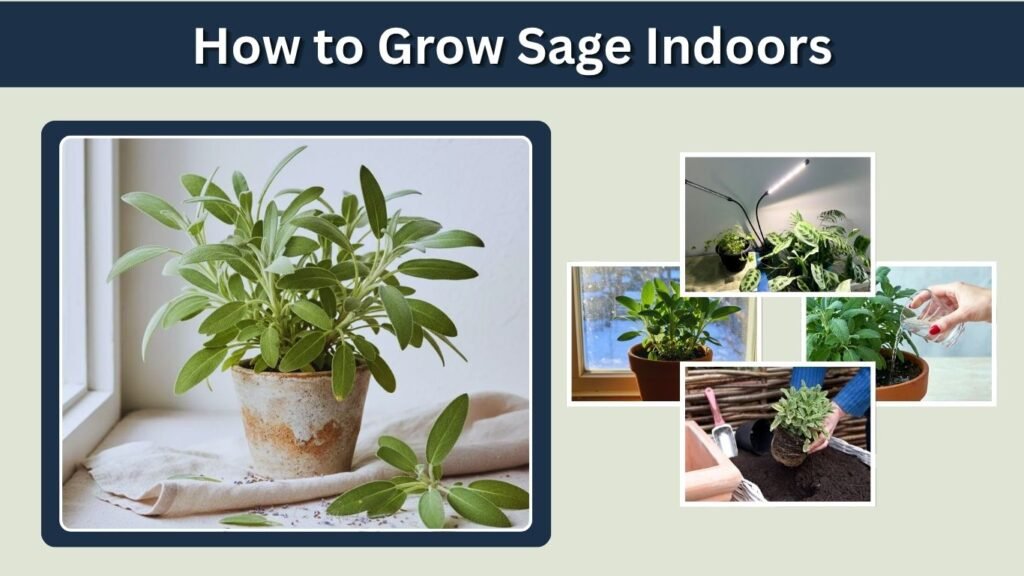 How to Grow Sage Indoors: Complete Care & Growing Guide