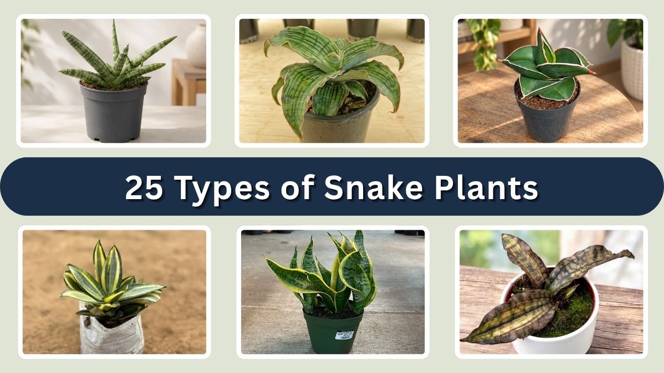 25 Types of Snake Plants: Names, Pictures, and Care Tips