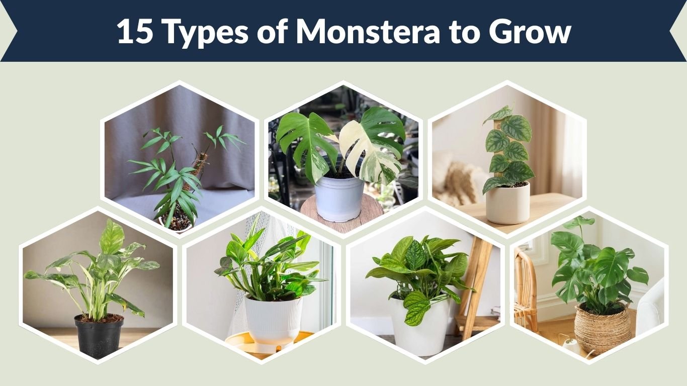 15 Types of Monstera to Grow: Care, Identification & Pictures