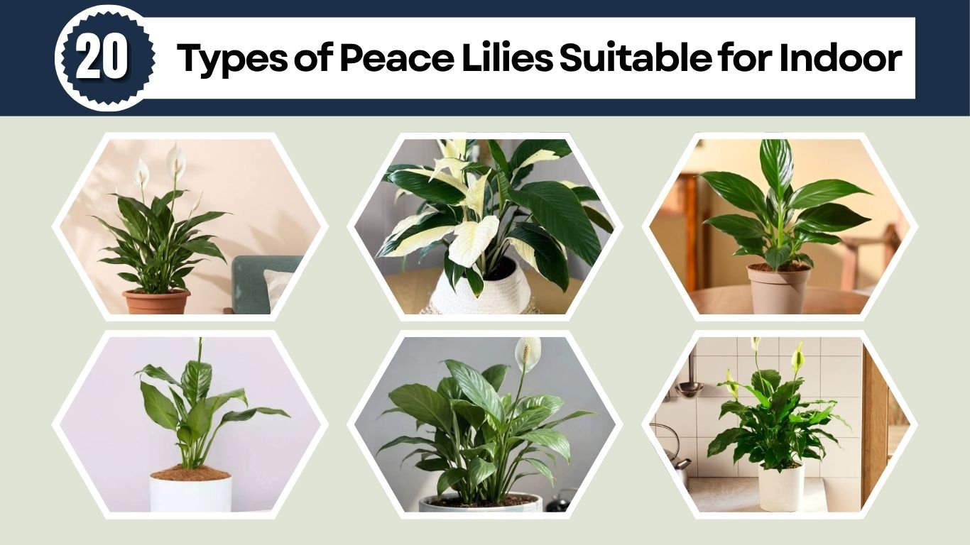 20 Types of Peace Lilies Suitable for Indoor Growing: Profiles with Care Tips and Photos