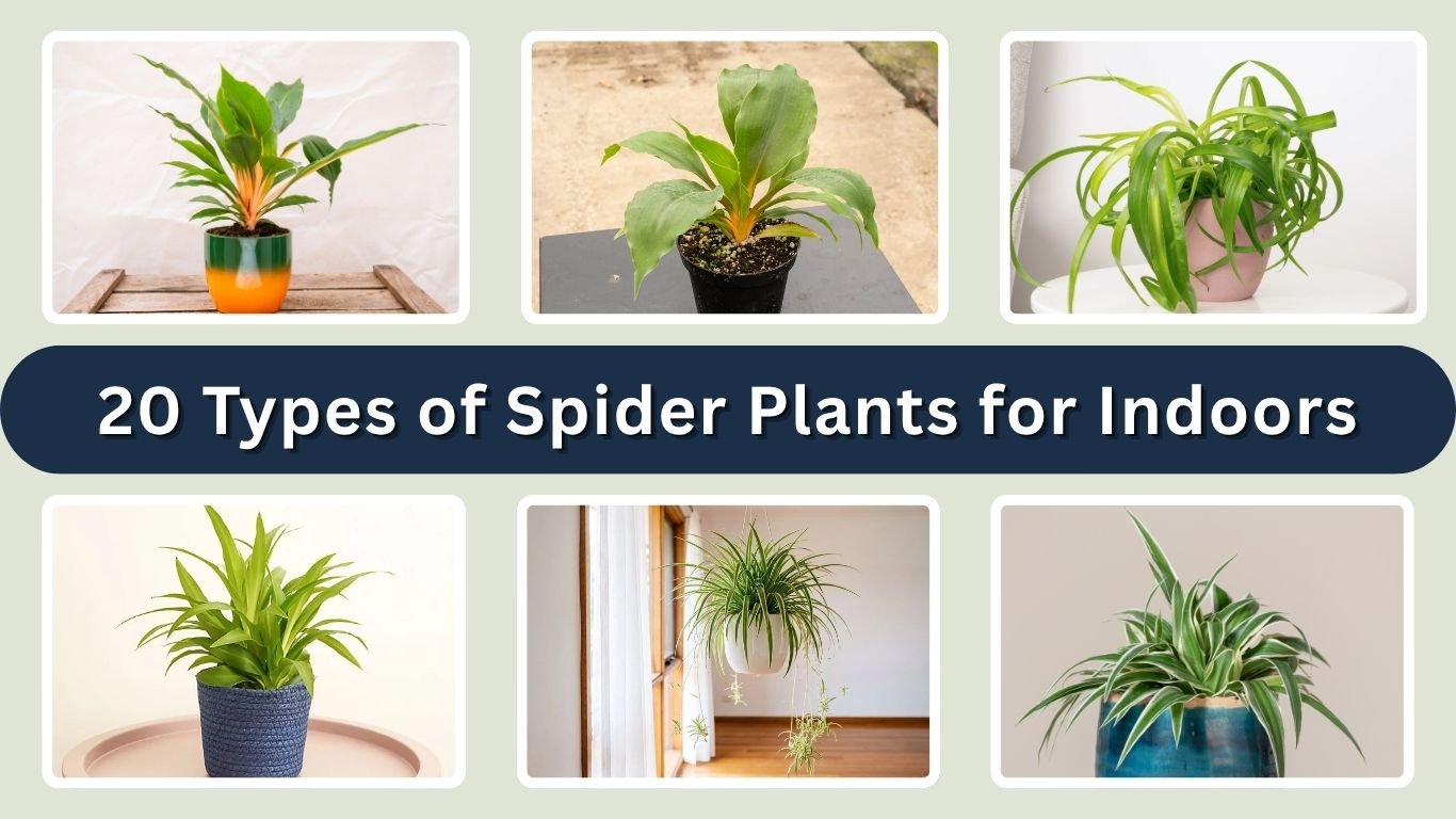 20 Types of Spider Plants for Indoors: Care, ID with Pictures