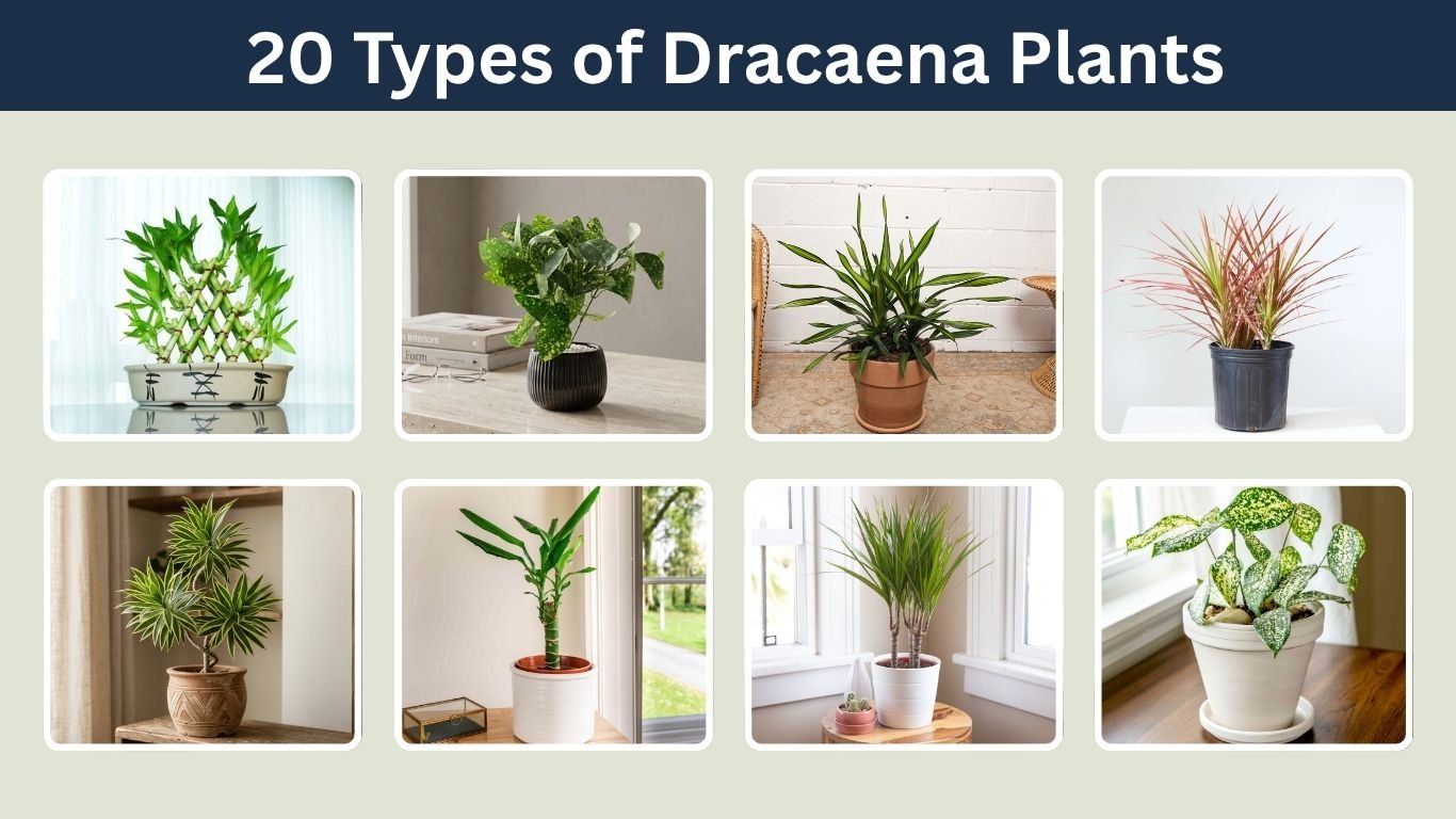 20 Types of Dracaena Plants for Indoor grow: Caring Guide