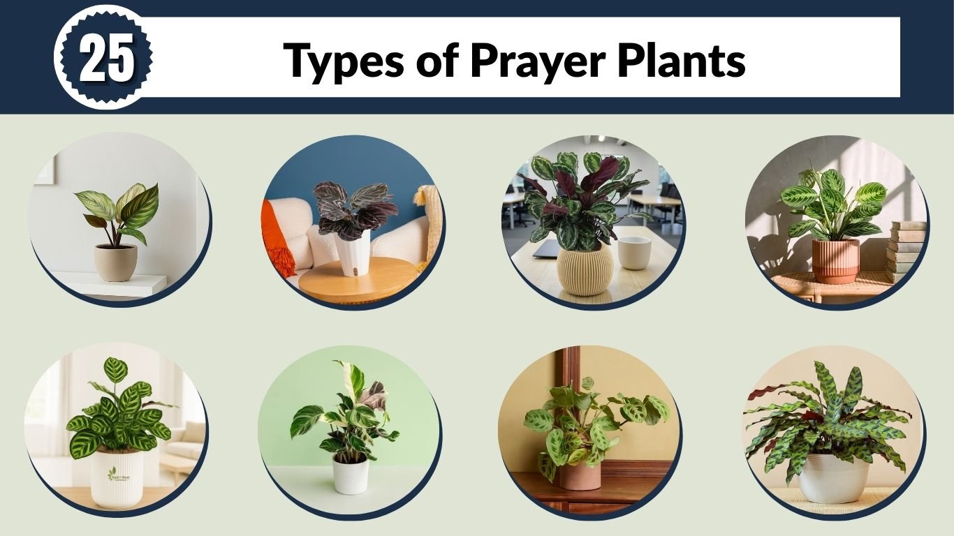 25 Types of Prayer Plants for Indoor Growing: Caring Tips at Home