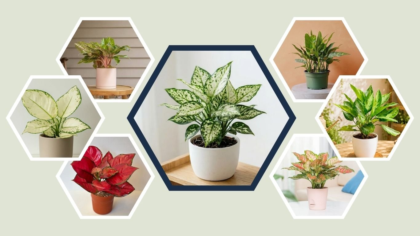 15 Types of Aglaonema for Indoor Growing: Care Guide
