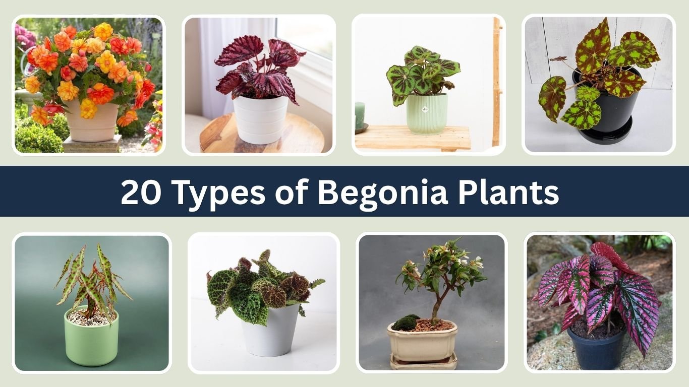 20 Types of Begonia Plants for Indoor Growing: Care Guide
