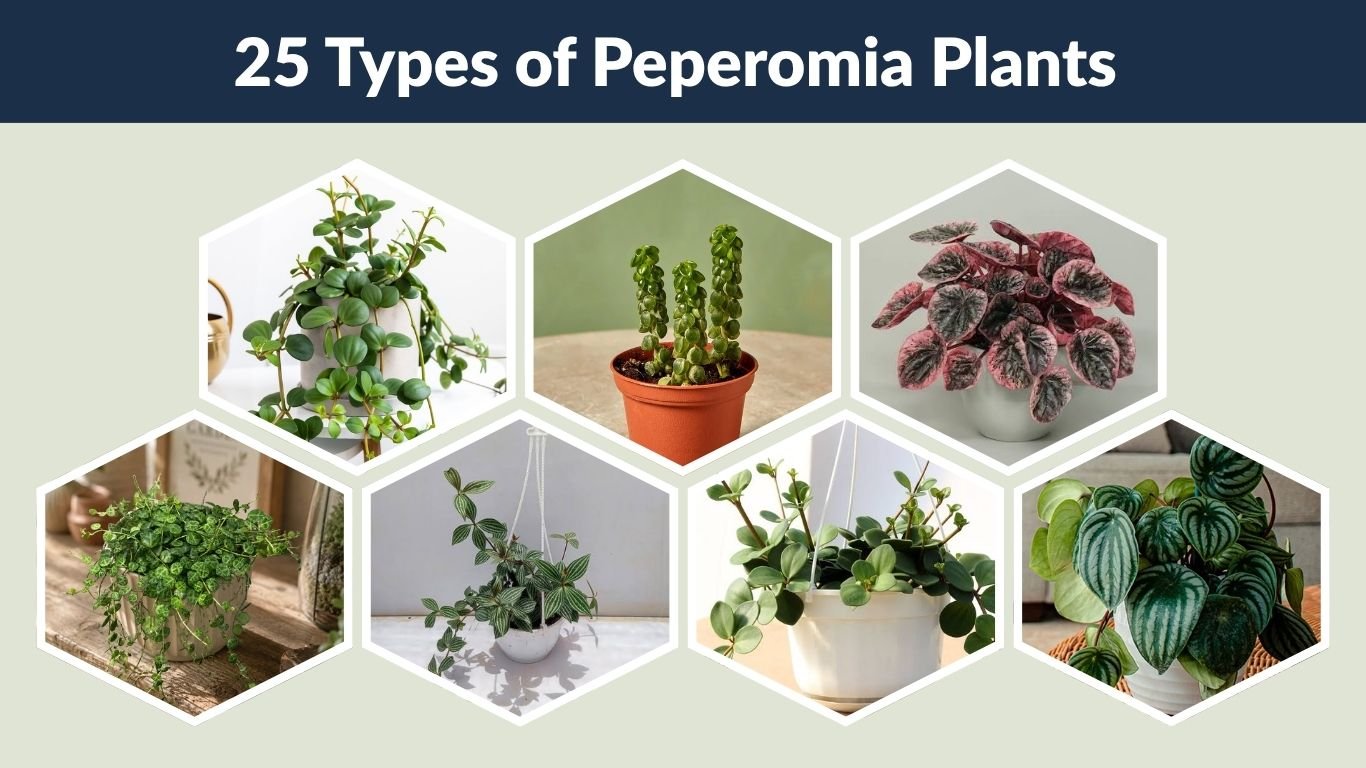 25 Types of Peperomia Plants for Indoor Growing: Care Guide