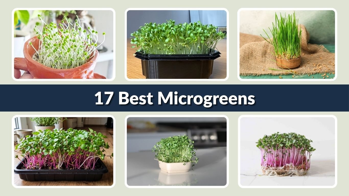 17 Best Microgreens for Beginners to Grow Easily at Home