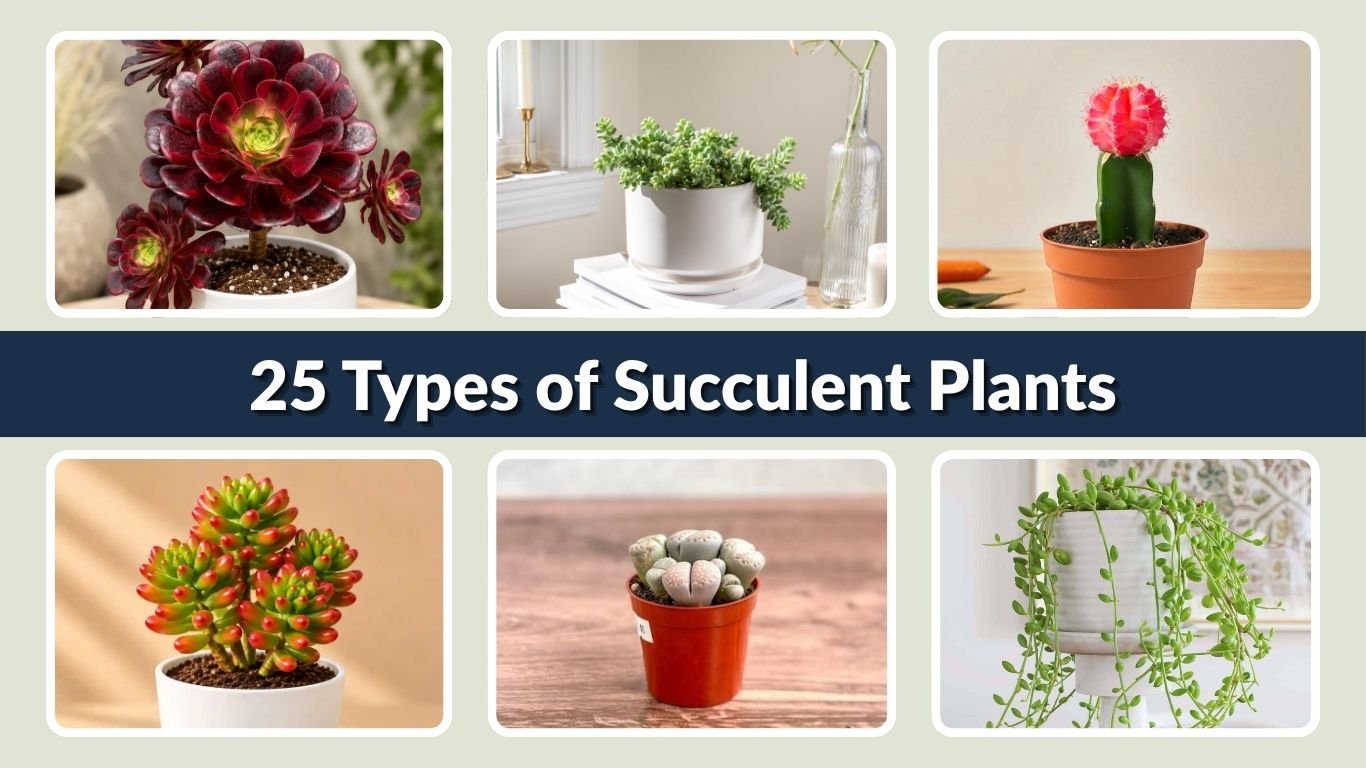 25 Types of Succulent Plants for Indoor and Outdoor Gardens