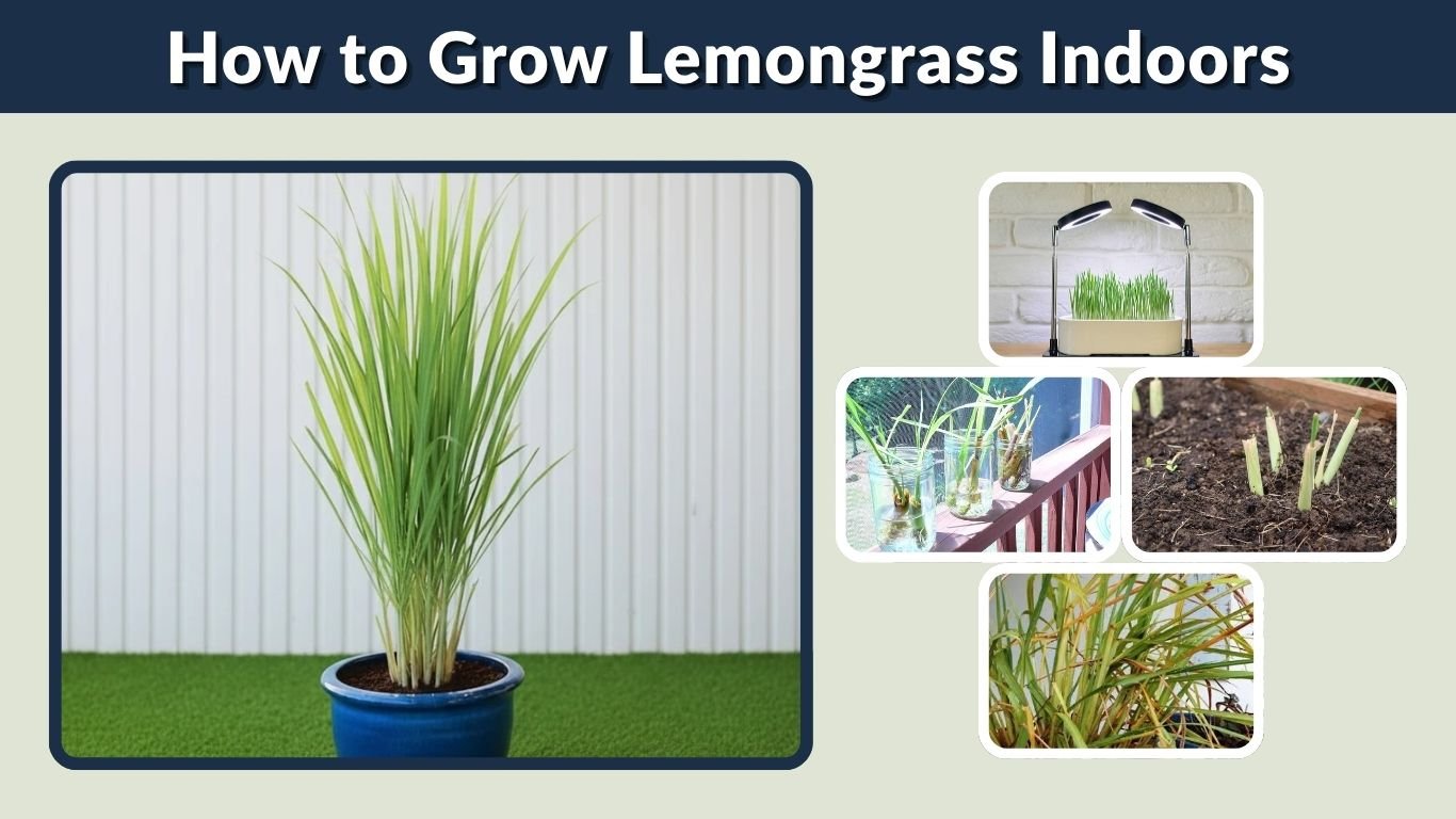 How to Grow Lemongrass Indoors: Complete Care Guide