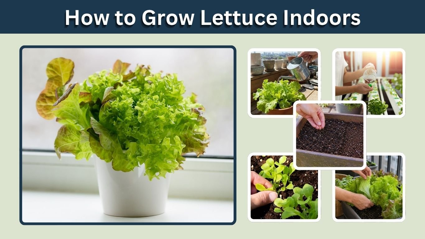 How to Grow Lettuce Indoors: 8 Easy Steps for Beginners