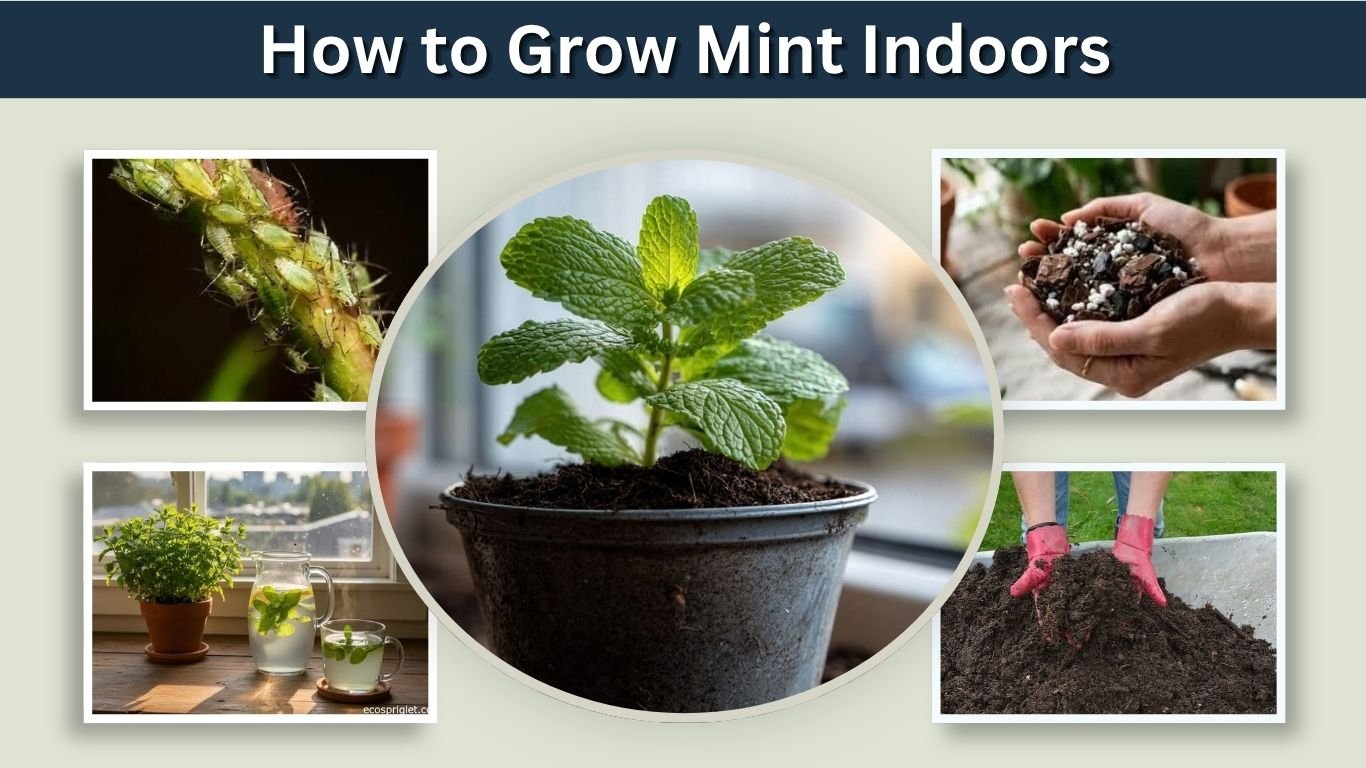 How to Grow Mint Indoors: Easy Guide for Beginners