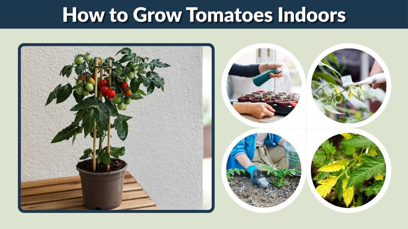 How to Grow Tomatoes Indoors: Easy Step-by-Step Guide