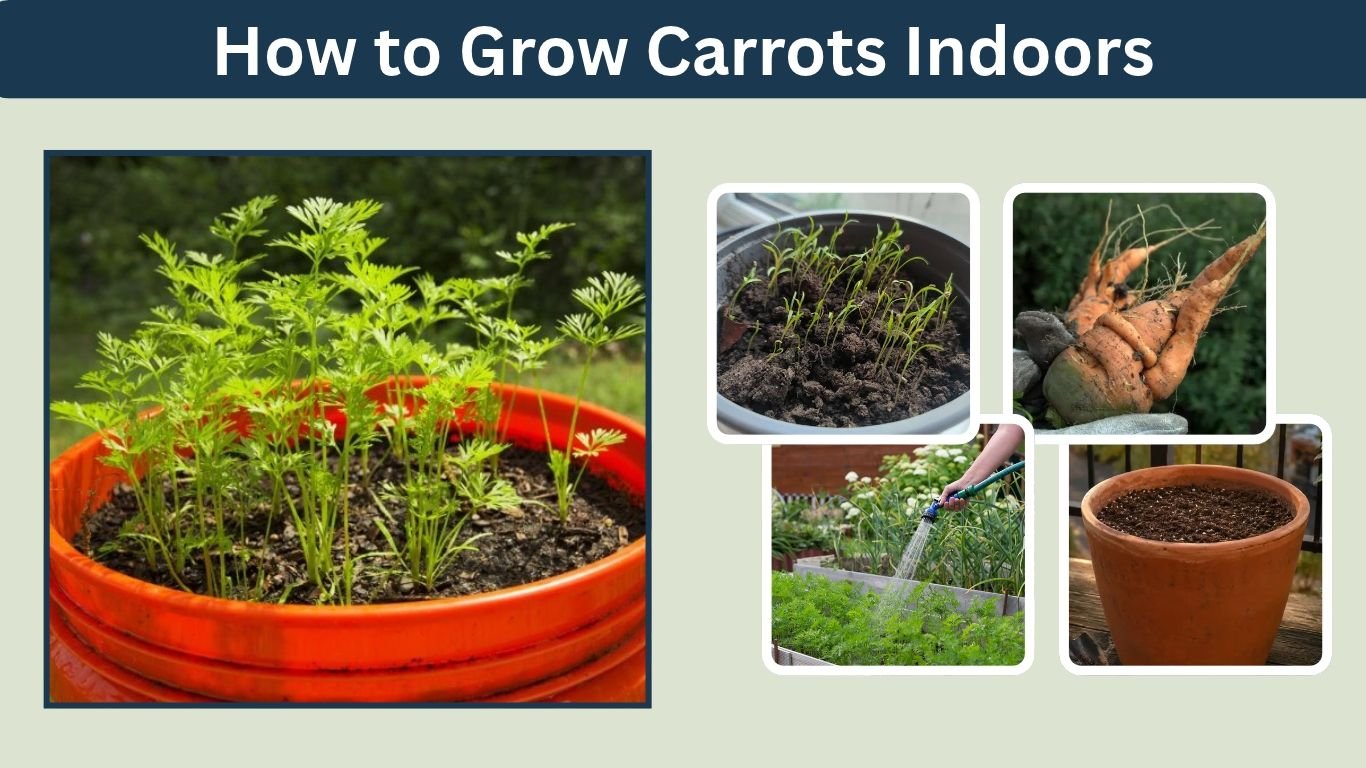 How to Grow Carrots Indoors: A Complete Growing Guide
