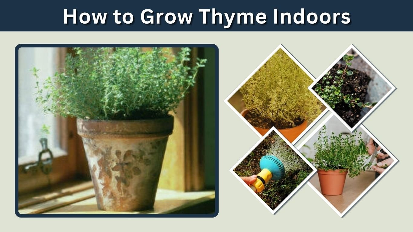 How to Grow Thyme Indoors: Easy Care Guide