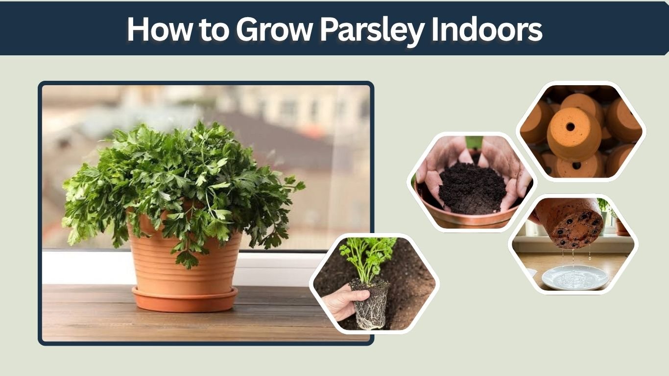 How to Grow Parsley Indoors: Complete Growing Guide