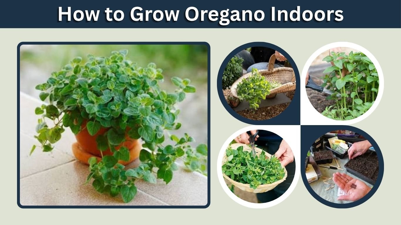 How to Grow Oregano Indoors: Easy Growing Guide