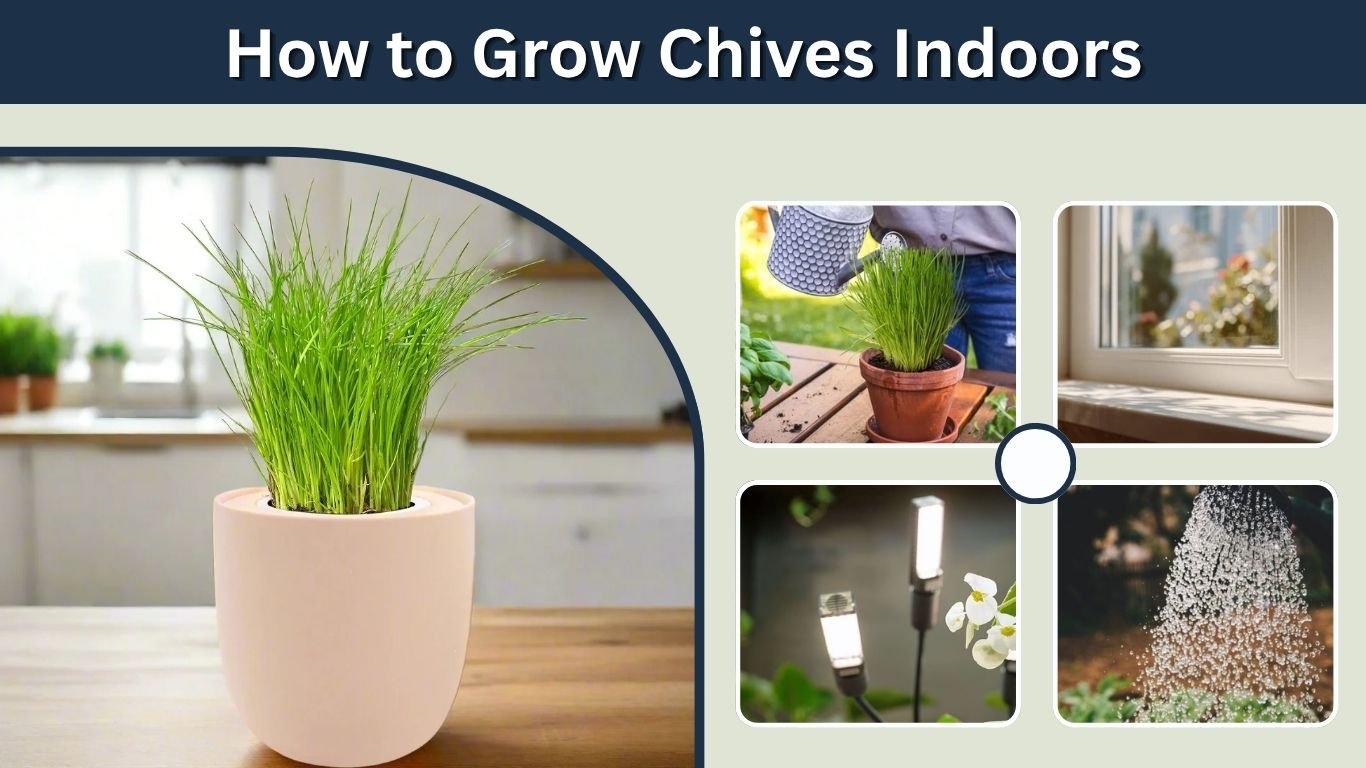 How to Grow Chives Indoors: Easy Guide From Seed to Harvest