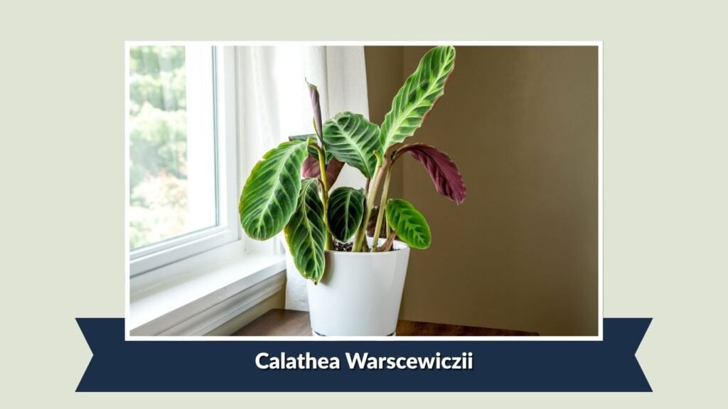 Calathea Warscewiczii