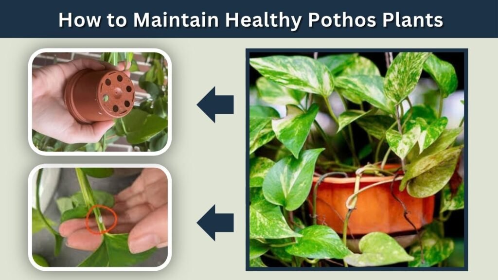 How to Maintain Healthy Pothos Plants