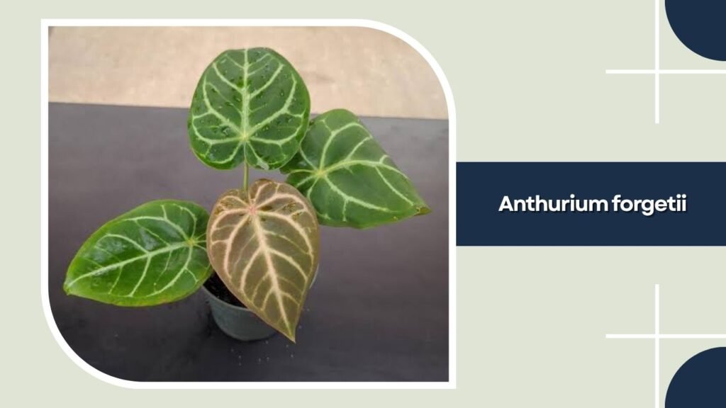 Anthurium forgetii