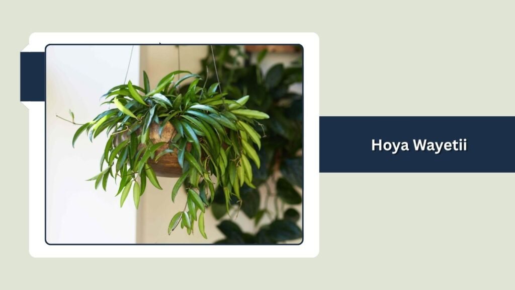 Hoya Wayetii (Hoya wayetii)