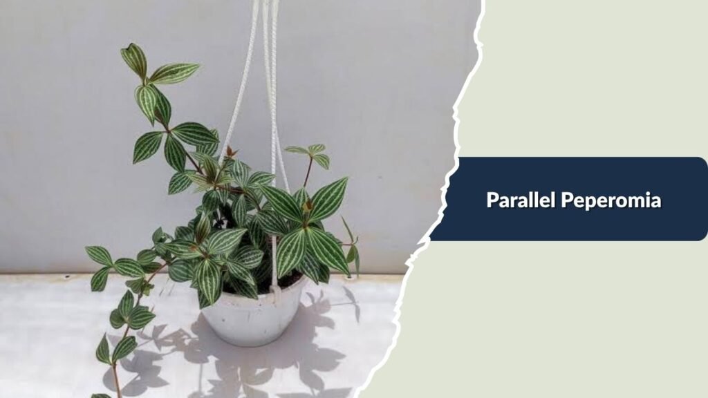 Parallel Peperomia (Peperomia tetragona)