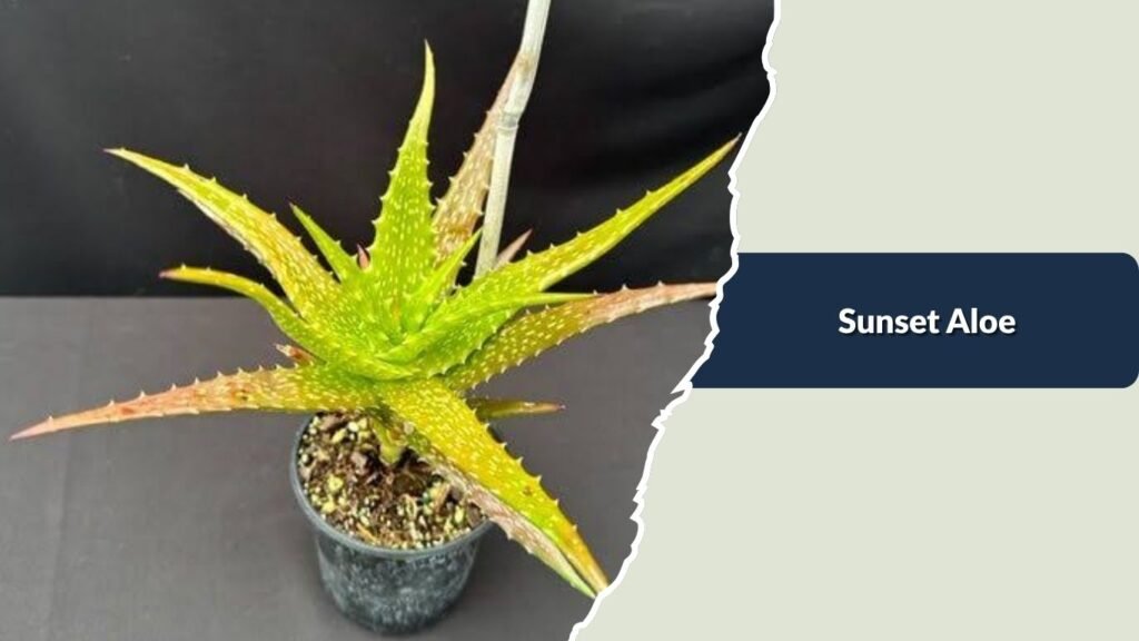 Sunset Aloe