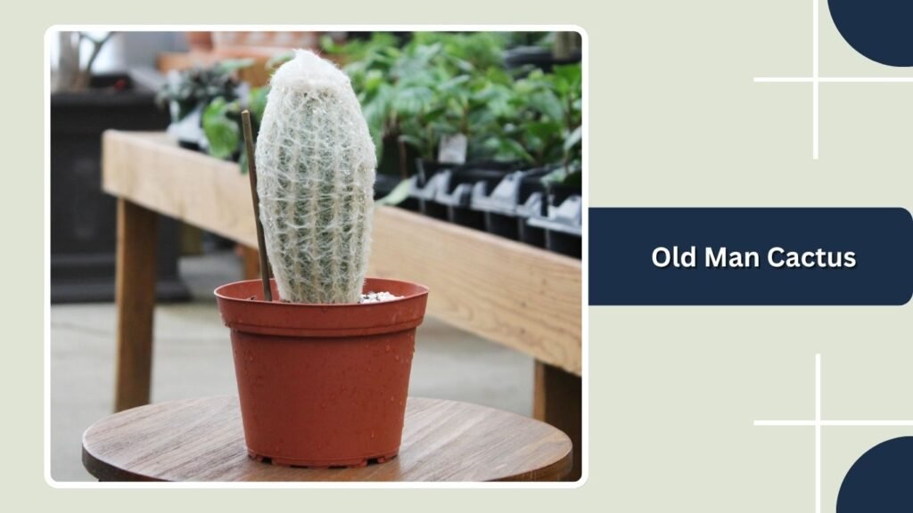 Old Man Cactus