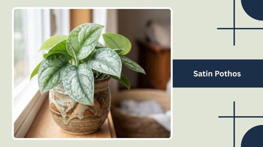 Satin Pothos