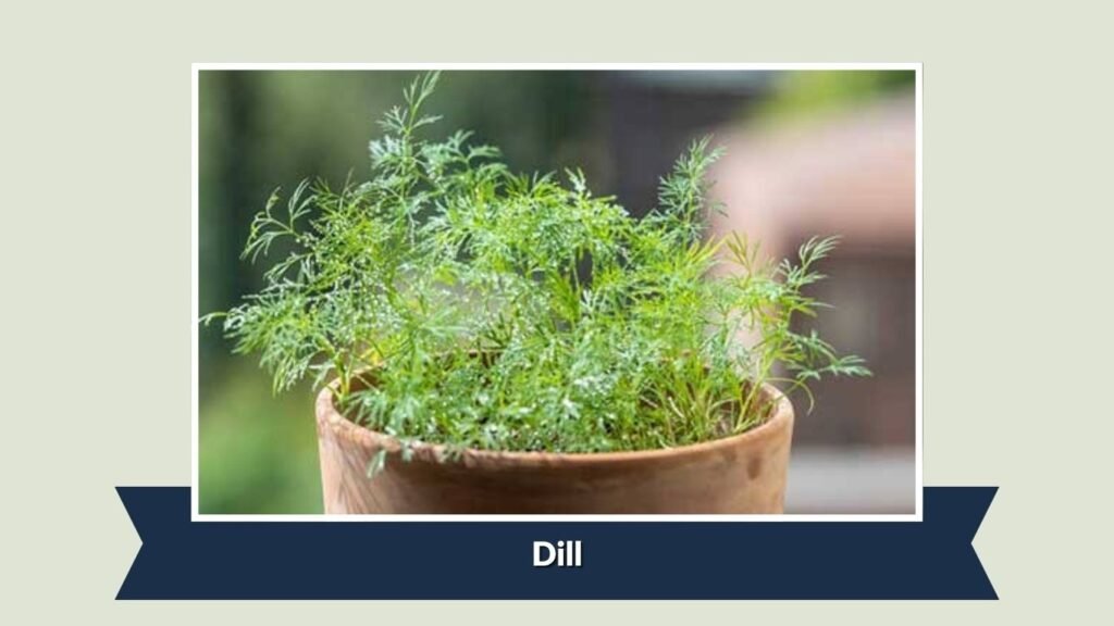 Dill
