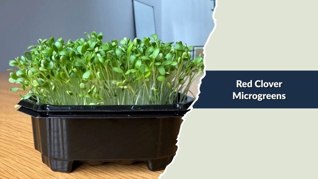 Red Clover Microgreens