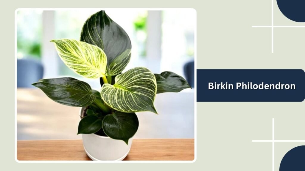Birkin Philodendron