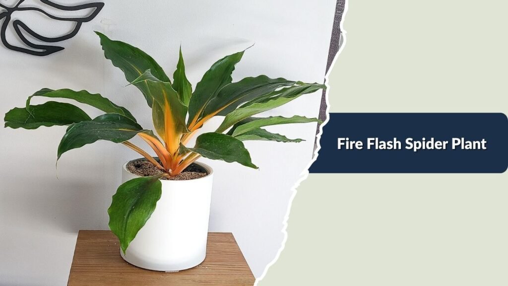 Fire Flash Spider Plant (Chlorophytum orchidastrum)