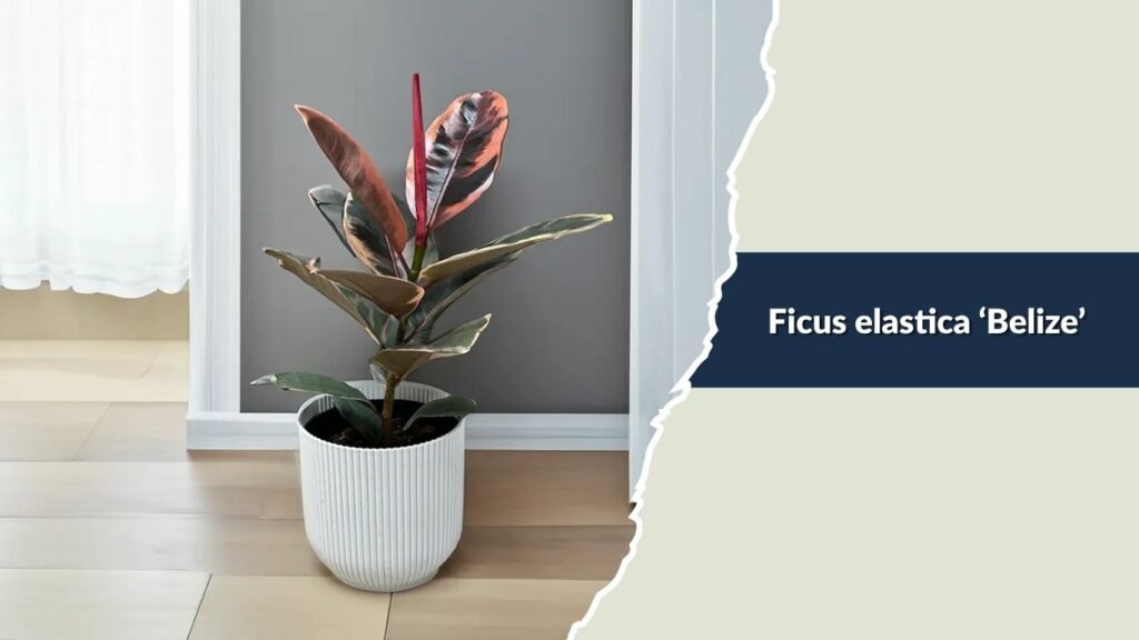 Ficus elastica ‘Belize’ (Belize Rubber Plant)