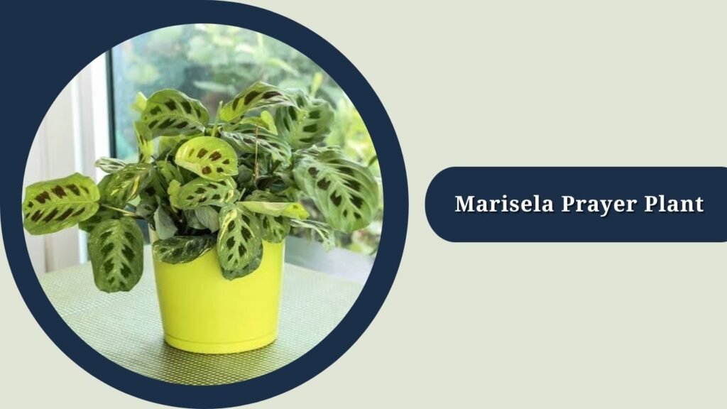 Marisela Prayer Plant (Maranta leuconeura 'Marisela')