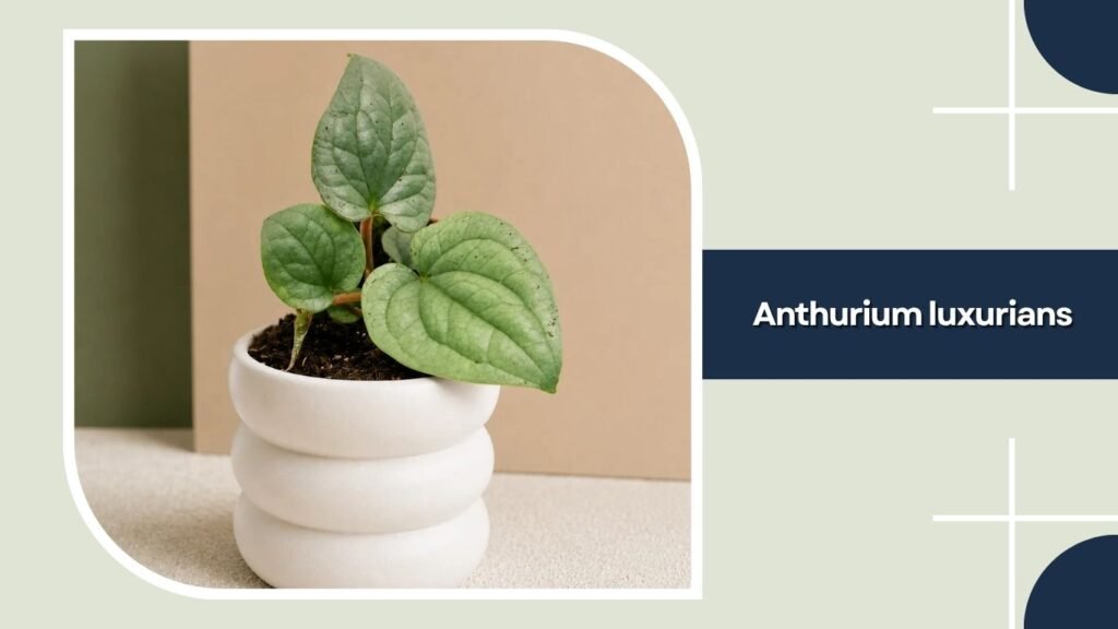 Anthurium luxurians
