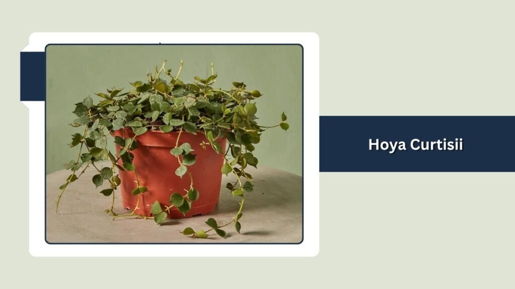 Hoya Curtisii (Hoya curtisii)