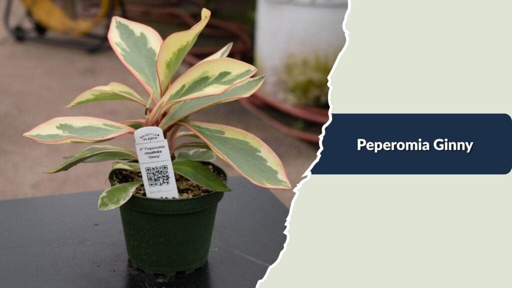 Peperomia Ginny (Peperomia clusiifolia 'Ginny')