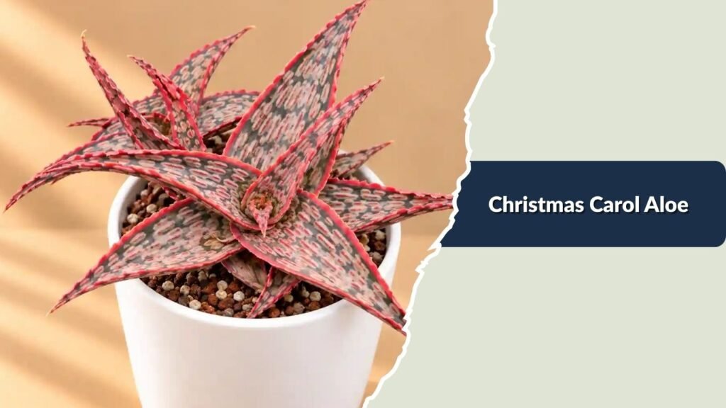 Christmas Carol Aloe