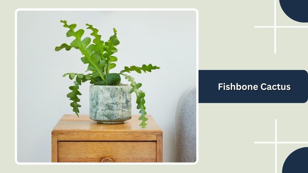 Fishbone Cactus