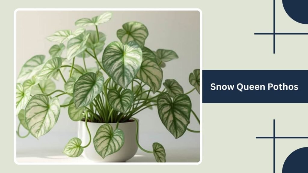 Snow Queen Pothos