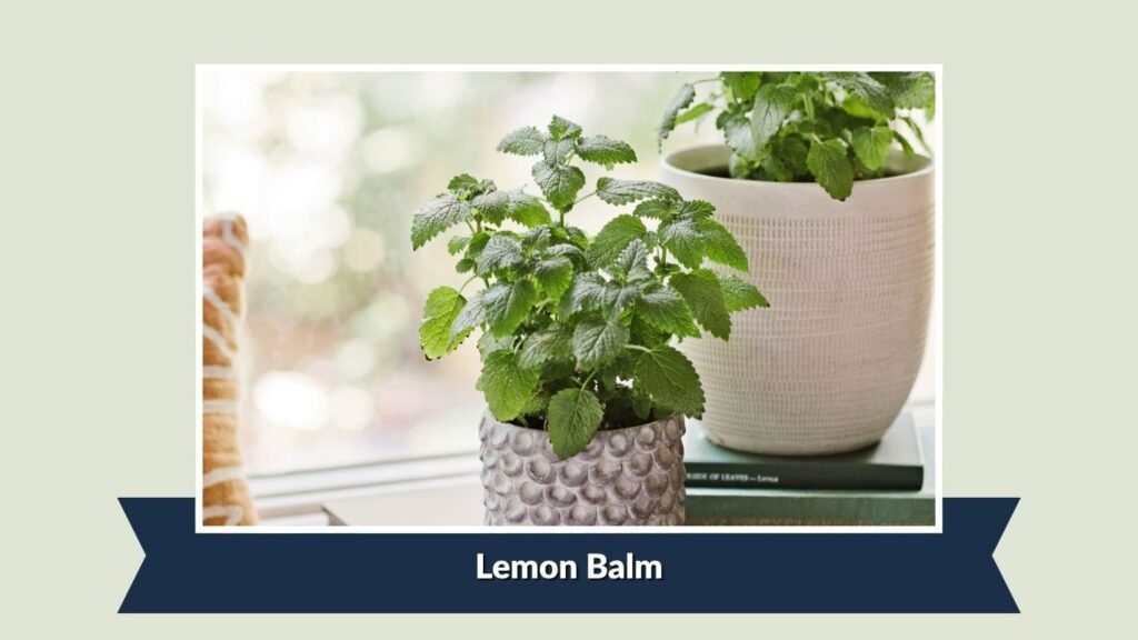 Lemon Balm