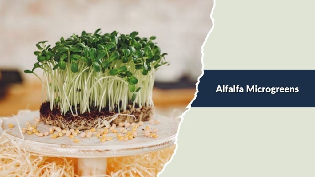 Alfalfa Microgreens