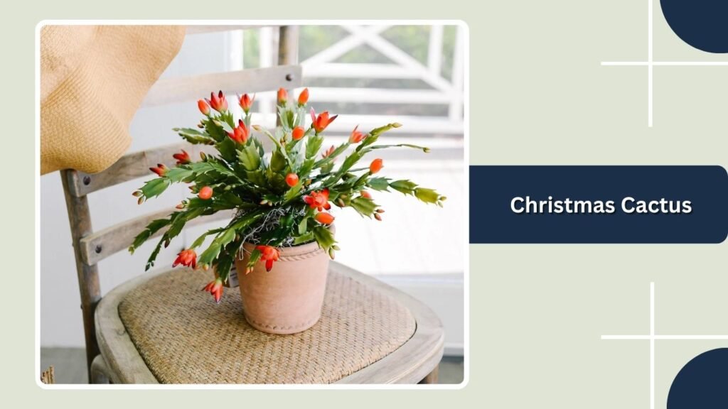 Christmas Cactus