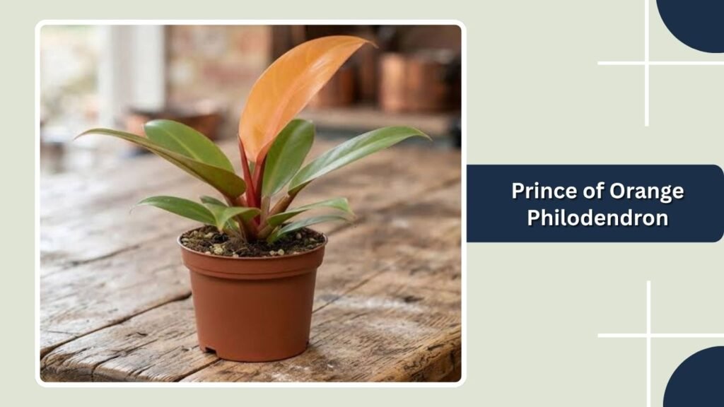 Prince of Orange Philodendron